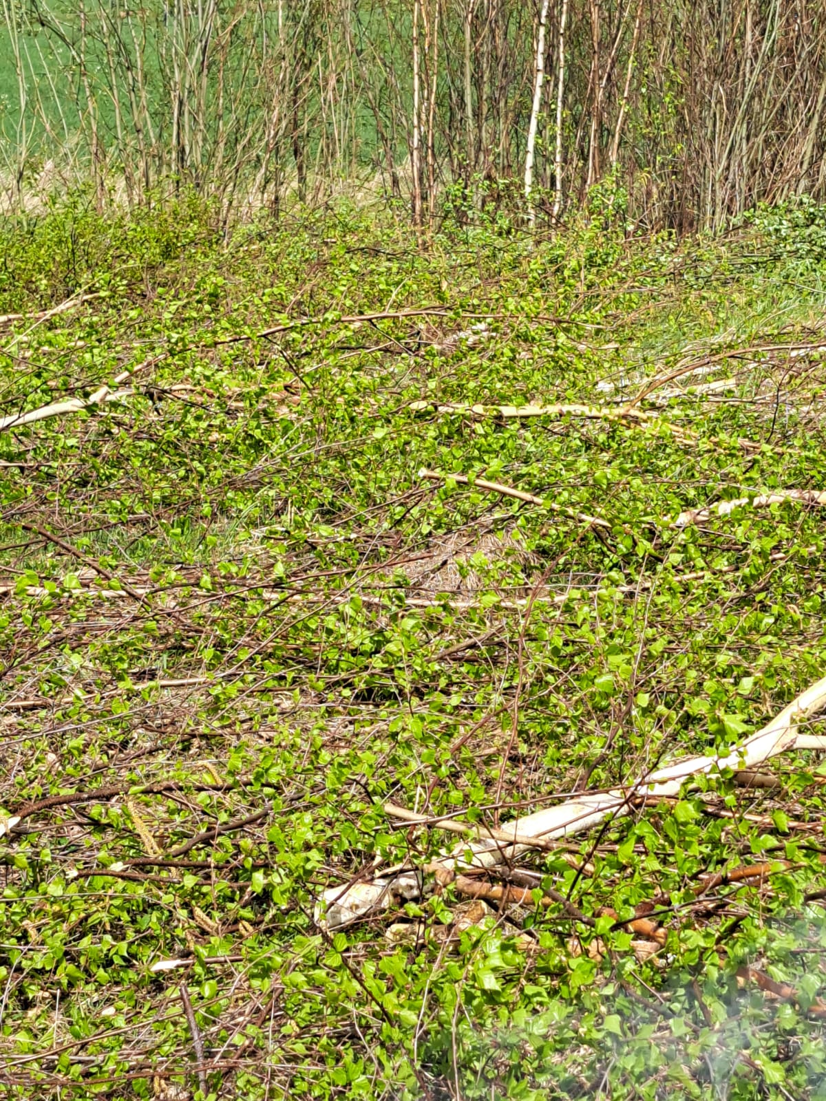 WhatsApp Image 2025-10-29 at 18.50.13