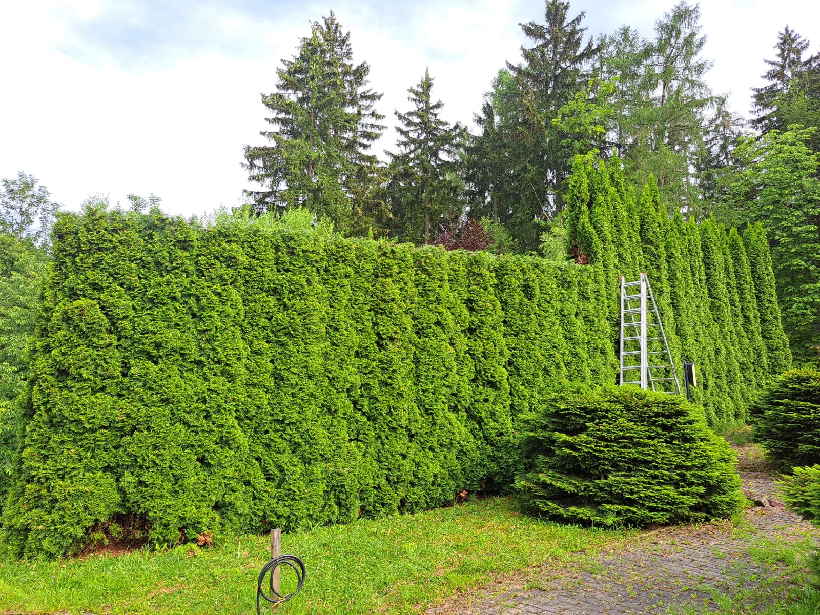 redukcja żywopłotu JackRola kłodzko